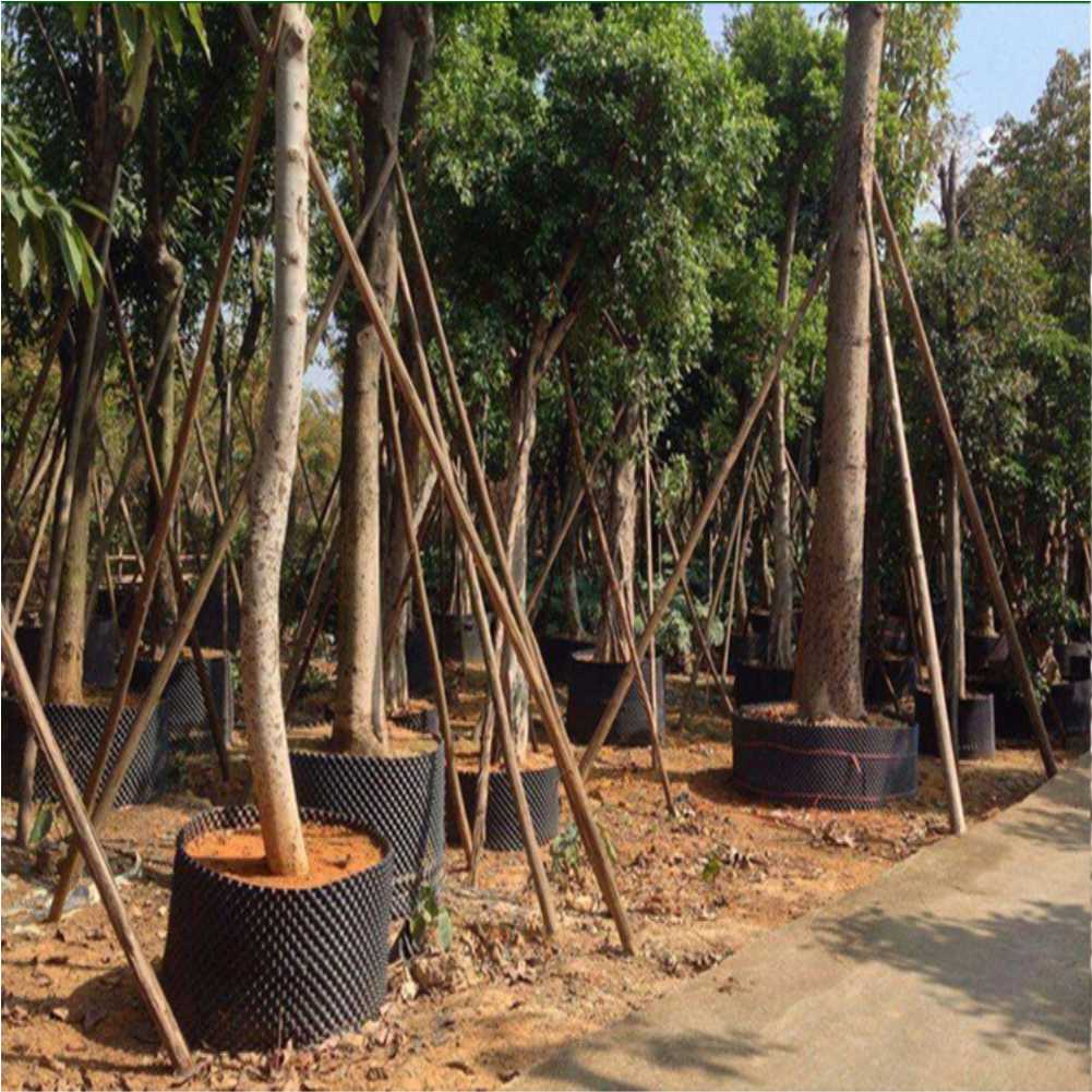 Grow Container Garden Tree Bon - огляд і ціна Nursery